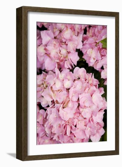 Hydrangeas III-Karyn Millet-Framed Photographic Print