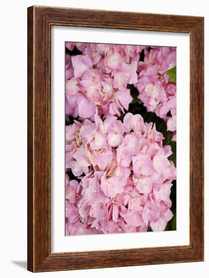 Hydrangeas III-Karyn Millet-Framed Photographic Print