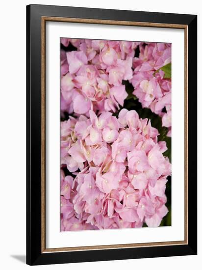 Hydrangeas III-Karyn Millet-Framed Photographic Print