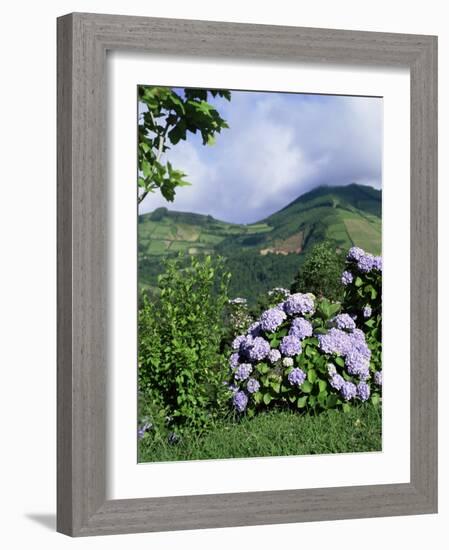 Hydrangeas in Bloom, Island of Sao Miguel, Azores, Portugal-David Lomax-Framed Photographic Print