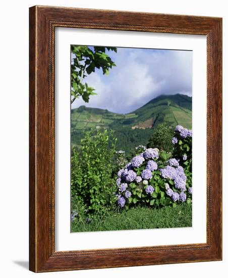 Hydrangeas in Bloom, Island of Sao Miguel, Azores, Portugal-David Lomax-Framed Photographic Print