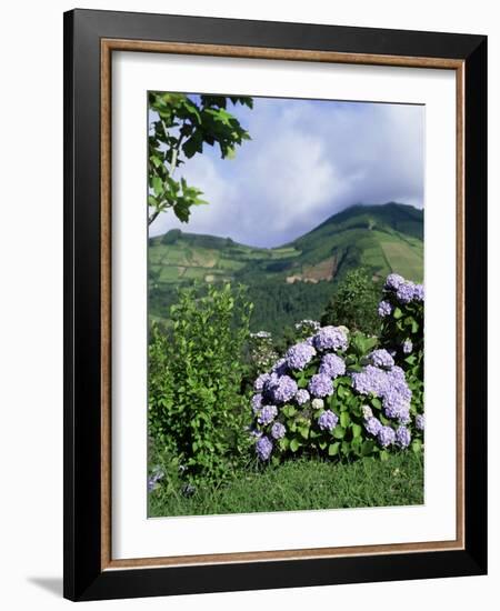 Hydrangeas in Bloom, Island of Sao Miguel, Azores, Portugal-David Lomax-Framed Photographic Print