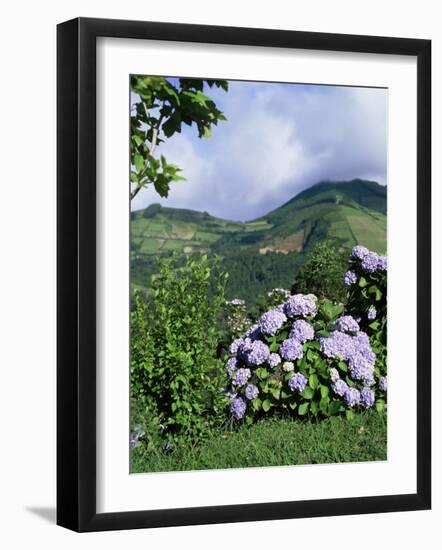 Hydrangeas in Bloom, Island of Sao Miguel, Azores, Portugal-David Lomax-Framed Photographic Print