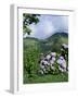 Hydrangeas in Bloom, Island of Sao Miguel, Azores, Portugal-David Lomax-Framed Photographic Print