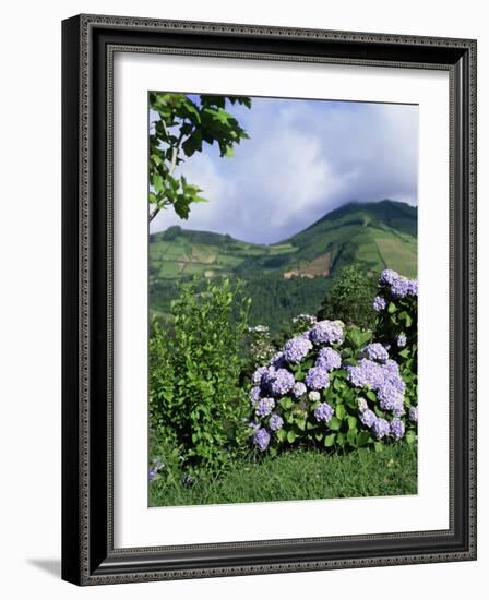 Hydrangeas in Bloom, Island of Sao Miguel, Azores, Portugal-David Lomax-Framed Photographic Print