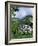 Hydrangeas in Bloom, Island of Sao Miguel, Azores, Portugal-David Lomax-Framed Photographic Print