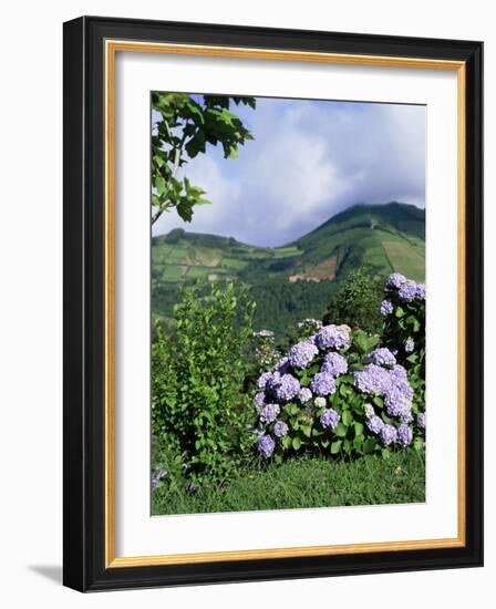 Hydrangeas in Bloom, Island of Sao Miguel, Azores, Portugal-David Lomax-Framed Photographic Print