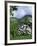 Hydrangeas in Bloom, Island of Sao Miguel, Azores, Portugal-David Lomax-Framed Photographic Print