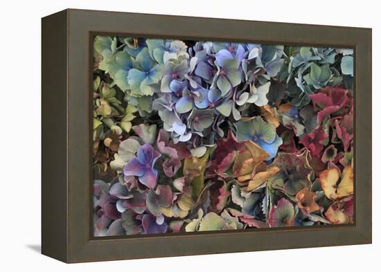 Hydrangeas in Garden, Portland, Oregon, USA-Jaynes Gallery-Framed Premier Image Canvas