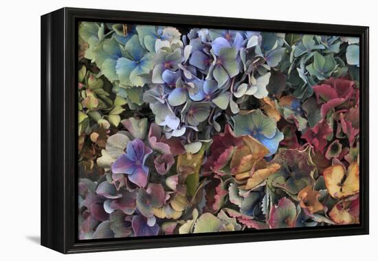 Hydrangeas in Garden, Portland, Oregon, USA-Jaynes Gallery-Framed Premier Image Canvas