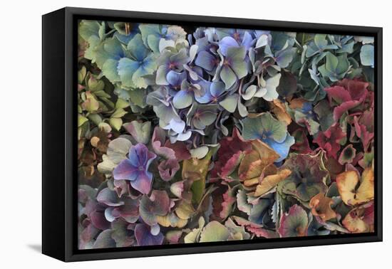 Hydrangeas in Garden, Portland, Oregon, USA-Jaynes Gallery-Framed Premier Image Canvas