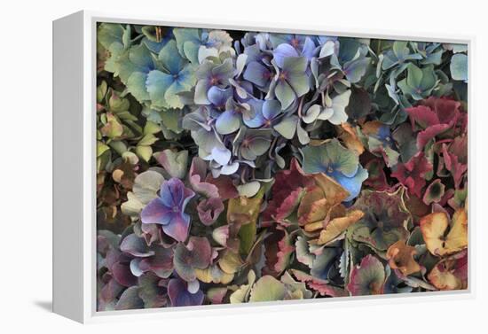 Hydrangeas in Garden, Portland, Oregon, USA-Jaynes Gallery-Framed Premier Image Canvas