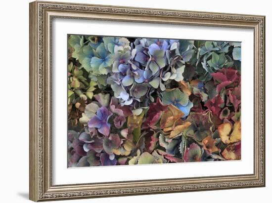 Hydrangeas in Garden, Portland, Oregon, USA-Jaynes Gallery-Framed Photographic Print