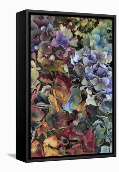 Hydrangeas in Garden, Portland, Oregon, USA-Jaynes Gallery-Framed Premier Image Canvas