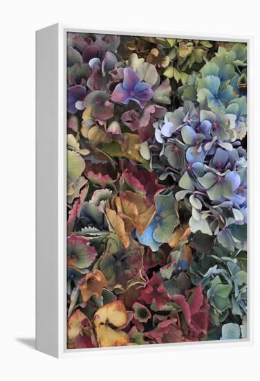 Hydrangeas in Garden, Portland, Oregon, USA-Jaynes Gallery-Framed Premier Image Canvas