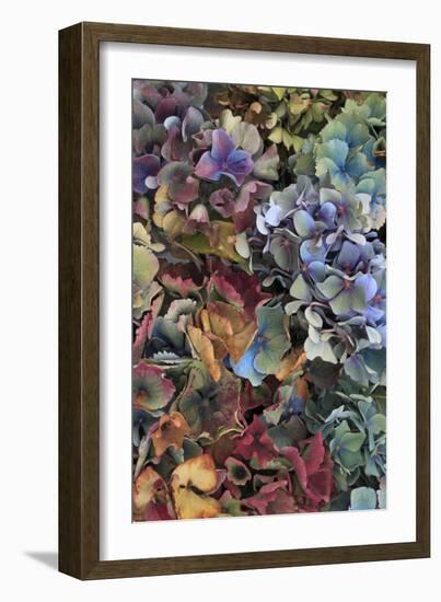 Hydrangeas in Garden, Portland, Oregon, USA-Jaynes Gallery-Framed Photographic Print