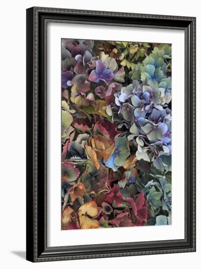 Hydrangeas in Garden, Portland, Oregon, USA-Jaynes Gallery-Framed Photographic Print