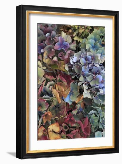 Hydrangeas in Garden, Portland, Oregon, USA-Jaynes Gallery-Framed Photographic Print