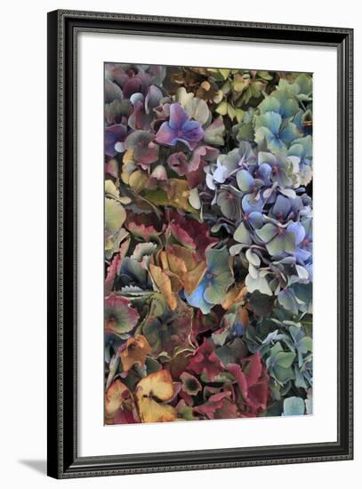 Hydrangeas in Garden, Portland, Oregon, USA-Jaynes Gallery-Framed Photographic Print