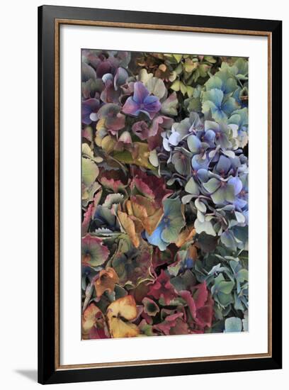 Hydrangeas in Garden, Portland, Oregon, USA-Jaynes Gallery-Framed Photographic Print