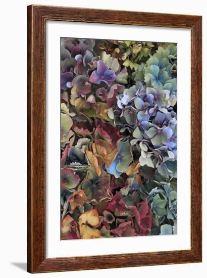 Hydrangeas in Garden, Portland, Oregon, USA-Jaynes Gallery-Framed Photographic Print