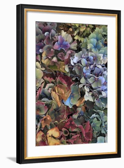 Hydrangeas in Garden, Portland, Oregon, USA-Jaynes Gallery-Framed Photographic Print
