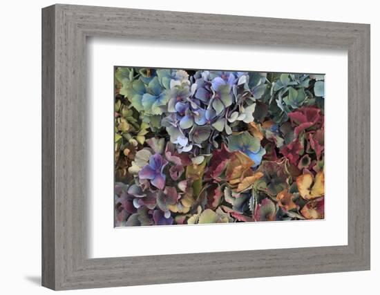 Hydrangeas in Garden, Portland, Oregon, USA-Jaynes Gallery-Framed Photographic Print