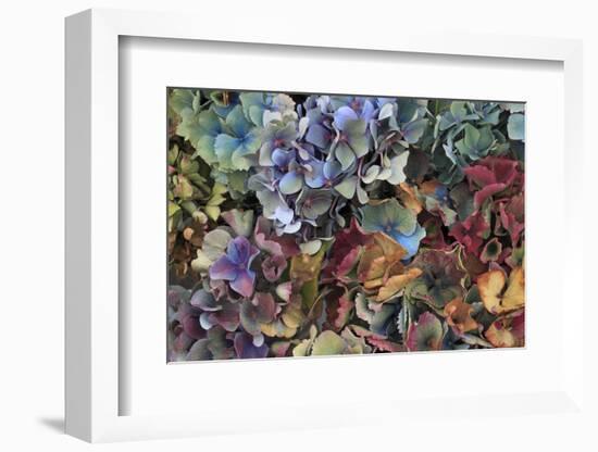 Hydrangeas in Garden, Portland, Oregon, USA-Jaynes Gallery-Framed Photographic Print