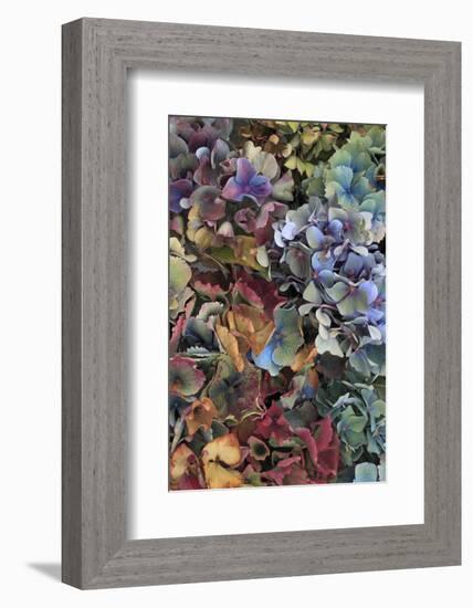 Hydrangeas in Garden, Portland, Oregon, USA-Jaynes Gallery-Framed Photographic Print