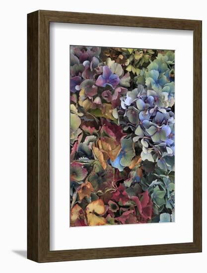 Hydrangeas in Garden, Portland, Oregon, USA-Jaynes Gallery-Framed Photographic Print