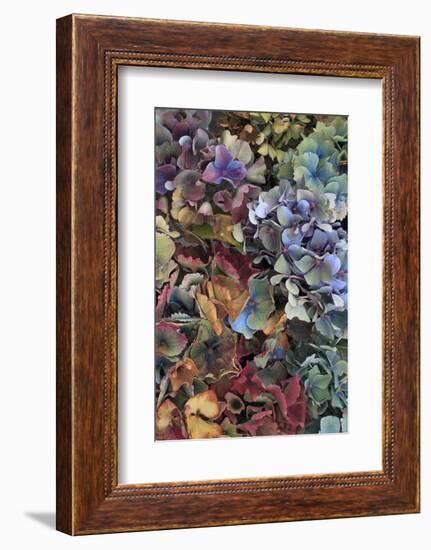 Hydrangeas in Garden, Portland, Oregon, USA-Jaynes Gallery-Framed Photographic Print