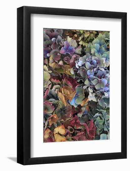 Hydrangeas in Garden, Portland, Oregon, USA-Jaynes Gallery-Framed Photographic Print