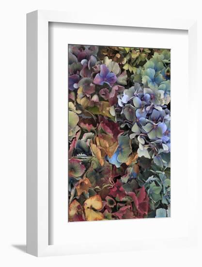 Hydrangeas in Garden, Portland, Oregon, USA-Jaynes Gallery-Framed Photographic Print