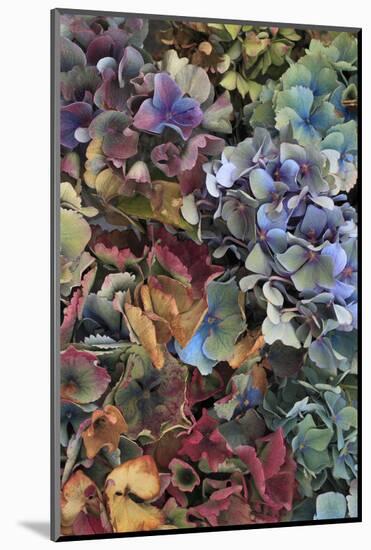 Hydrangeas in Garden, Portland, Oregon, USA-Jaynes Gallery-Mounted Photographic Print