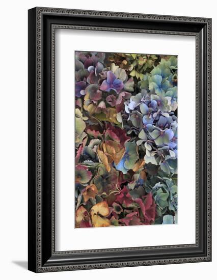 Hydrangeas in Garden, Portland, Oregon, USA-Jaynes Gallery-Framed Photographic Print