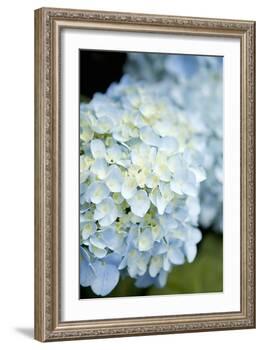 Hydrangeas IV-Karyn Millet-Framed Photographic Print