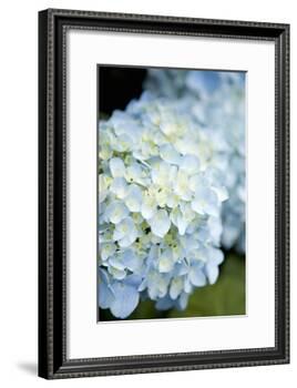 Hydrangeas IV-Karyn Millet-Framed Photographic Print
