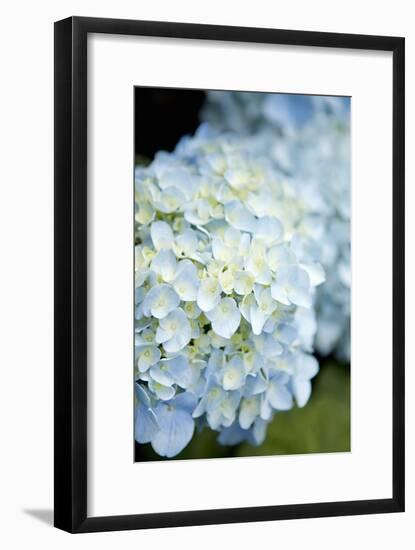 Hydrangeas IV-Karyn Millet-Framed Photographic Print