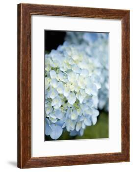 Hydrangeas IV-Karyn Millet-Framed Photographic Print