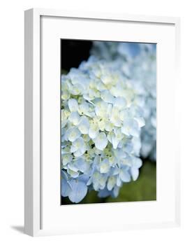 Hydrangeas IV-Karyn Millet-Framed Photographic Print