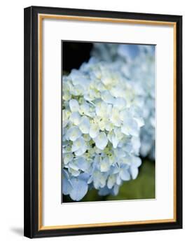 Hydrangeas IV-Karyn Millet-Framed Photographic Print