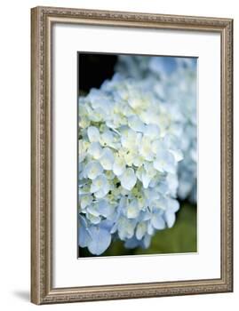 Hydrangeas IV-Karyn Millet-Framed Photographic Print