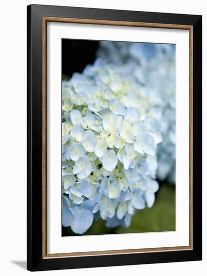 Hydrangeas IV-Karyn Millet-Framed Photographic Print