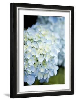 Hydrangeas IV-Karyn Millet-Framed Photographic Print