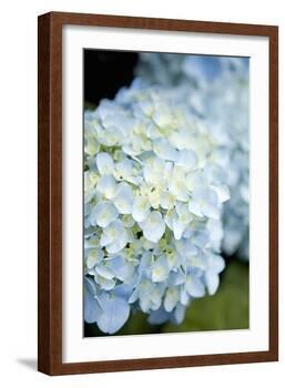 Hydrangeas IV-Karyn Millet-Framed Photographic Print
