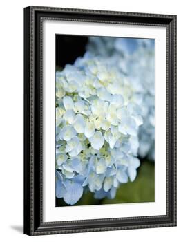 Hydrangeas IV-Karyn Millet-Framed Photographic Print