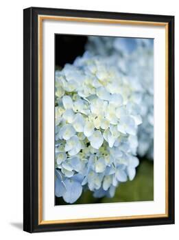 Hydrangeas IV-Karyn Millet-Framed Photographic Print