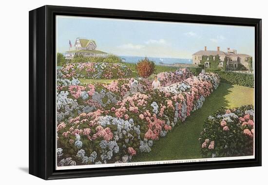 Hydrangeas, Nantucket, Massachusetts-null-Framed Stretched Canvas