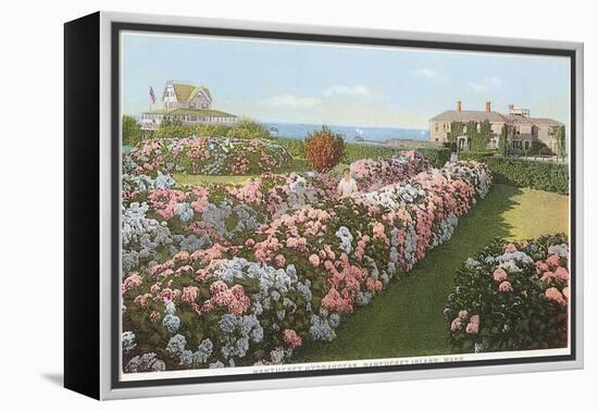Hydrangeas, Nantucket, Massachusetts-null-Framed Stretched Canvas
