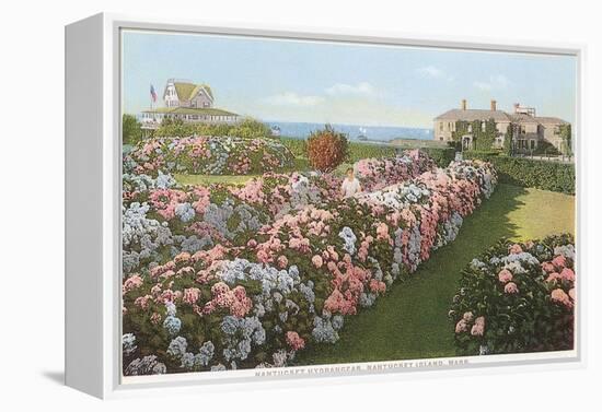 Hydrangeas, Nantucket, Massachusetts-null-Framed Stretched Canvas